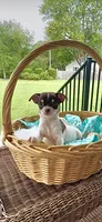 AKC Ranger , a male Chihuahua for sale in Chesapeake, VA – 3 of 3