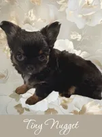 Tiny Nugget, a male Chihuahua for sale in Chesapeake, VA – Photo 6 of 7