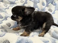 Tiny Nugget, a male Chihuahua for sale in Chesapeake, VA – Photo 7 of 7