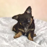 Tiny Nugget, a male Chihuahua for sale in Chesapeake, VA – Photo 5 of 7