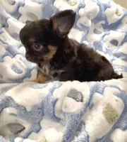 Tiny Nugget, a male Chihuahua for sale in Chesapeake, VA – Photo 2 of 7