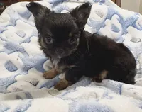 Tiny Nugget, a male Chihuahua for sale in Chesapeake, VA – Photo 3 of 7