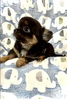 Tiny Nugget, a male Chihuahua for sale in Chesapeake, VA – Photo 4 of 7