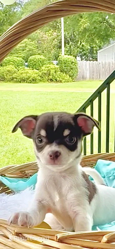 AKC Ranger  – Chihuahua puppy for sale in Chesapeake, VA