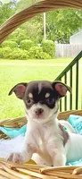 AKC Ranger , a male Chihuahua for sale in Chesapeake, VA – 1 of 3