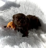 Bentley, a male Chihuahua for sale in Chesapeake, VA – Photo 2 of 4