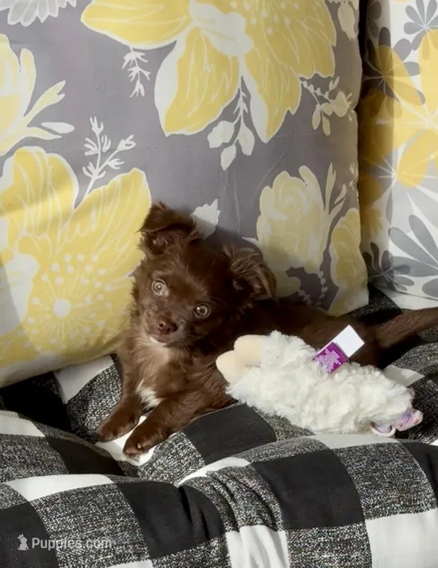 Bentley – Chihuahua puppy for sale in Chesapeake, VA