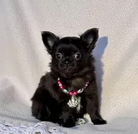 Sammie, a male Chihuahua for sale in Chesapeake, VA – Photo 1 of 3