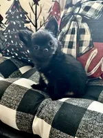 Sammie, a male Chihuahua for sale in Chesapeake, VA – Photo 3 of 3