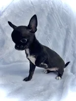 AKC Tiny Pixie, a female Chihuahua for sale in Chesapeake, VA – 4 of 4