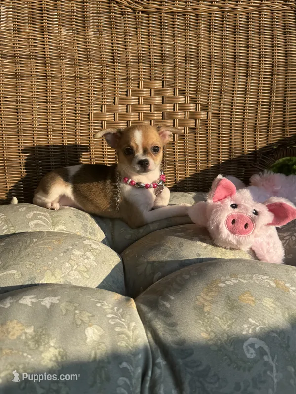 AKC Ginny Lynn – Chihuahua puppy for sale in Chesapeake, VA