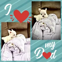 AKC Pancho, a male Chihuahua for sale in Chesapeake, VA – 2 of 2