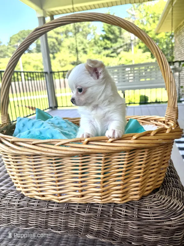 AKC Aspen – Chihuahua puppy for sale in Chesapeake, VA