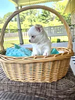 AKC Aspen, a male Chihuahua for sale in Chesapeake, VA – 1 of 5