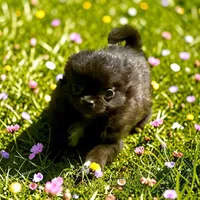 AKC Rambo , a male Chihuahua for sale in Chesapeake, VA – 1 of 5
