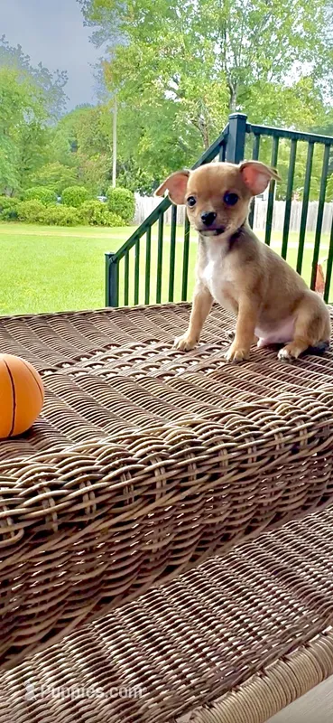 AKC Rocket  – Chihuahua puppy for sale in Chesapeake, VA