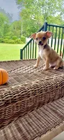 AKC Rocket , a male Chihuahua for sale in Chesapeake, VA – 1 of 2