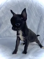 AKC Tiny Pixie, a female Chihuahua for sale in Chesapeake, VA – 3 of 4
