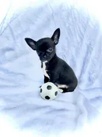 AKC Tiny Clifford , a male Chihuahua for sale in Chesapeake, VA – 1 of 4