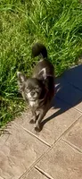 Tiny AKC Indigo , a female Chihuahua for sale in Chesapeake, VA – 3 of 4