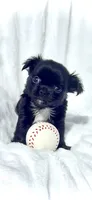 Chip, a male Chihuahua for sale in Chesapeake, VA – 1 of 2