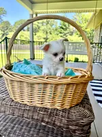 AKC Aspen, a male Chihuahua for sale in Chesapeake, VA – 4 of 5
