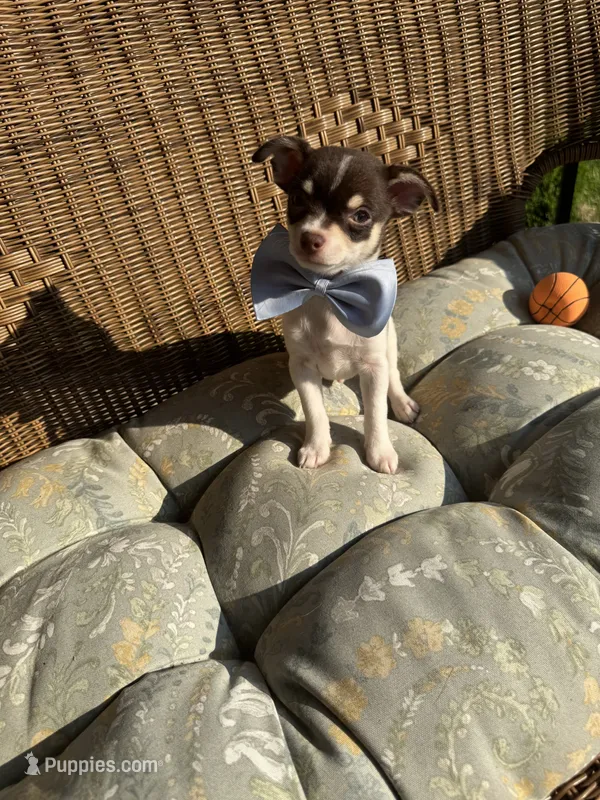 AKC Ranger  – Chihuahua puppy for sale in Chesapeake, VA