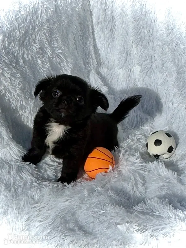AKC Oreo – Chihuahua puppy for sale in Chesapeake, VA