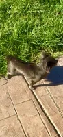 Tiny AKC Indigo , a female Chihuahua for sale in Chesapeake, VA – 4 of 4
