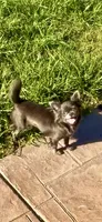 Tiny AKC Indigo , a female Chihuahua for sale in Chesapeake, VA – 2 of 4