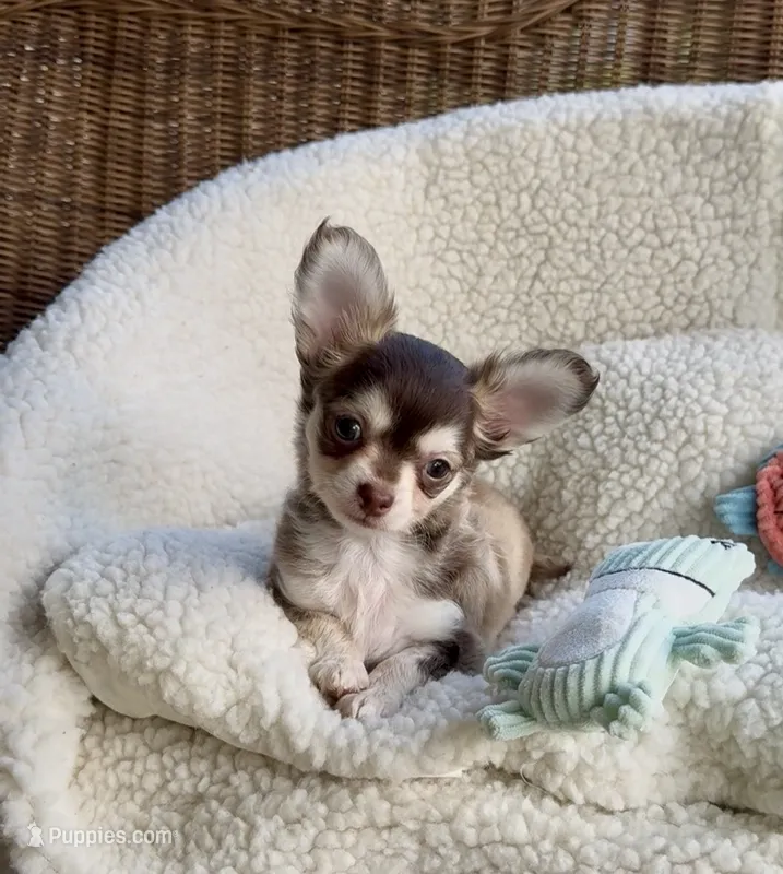 Benjamin Buttons – Chihuahua puppy for sale in Chesapeake, VA