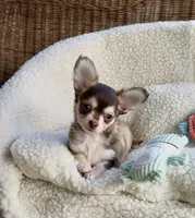 Benjamin Buttons, a male Chihuahua for sale in Chesapeake, VA – 1 of 8