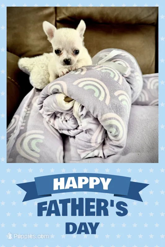 AKC Pancho – Chihuahua puppy for sale in Chesapeake, VA