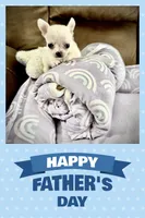 AKC Pancho, a male Chihuahua for sale in Chesapeake, VA – 1 of 2
