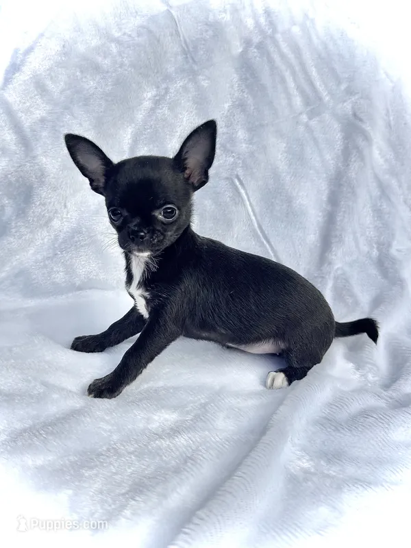 AKC Tiny Pixie – Chihuahua puppy for sale in Chesapeake, VA