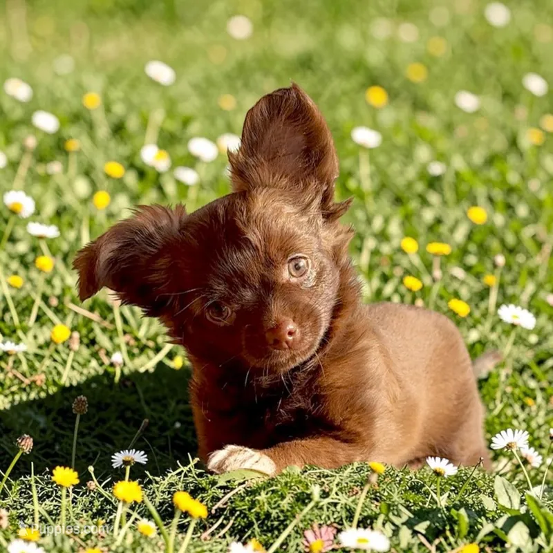 Brandy – Chihuahua puppy for sale in Chesapeake, VA