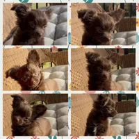 Brandy, a female Chihuahua for sale in Chesapeake, VA – Photo 6 of 6