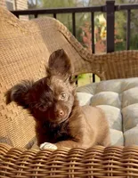 Brandy, a female Chihuahua for sale in Chesapeake, VA – Photo 1 of 6