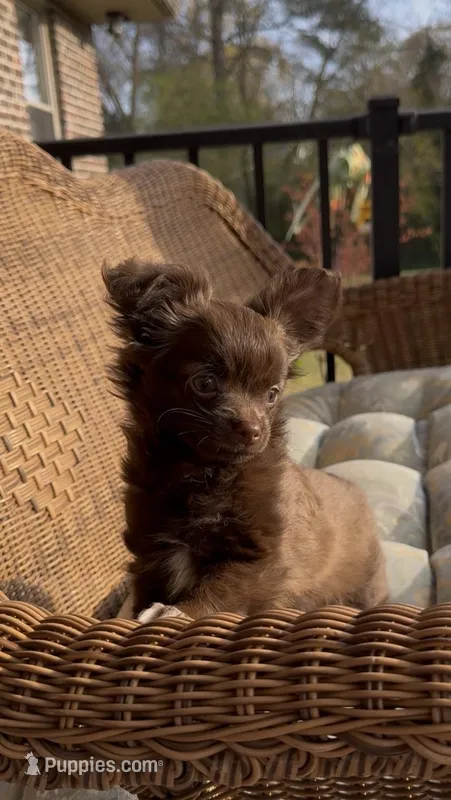 Brandy – Chihuahua puppy for sale in Chesapeake, VA