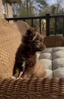 Brandy, a female Chihuahua for sale in Chesapeake, VA – Photo 2 of 6