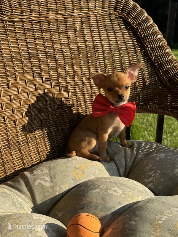 AKC Rocket  – Chihuahua puppy for sale in Chesapeake, VA