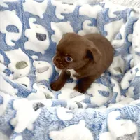 Bailey, a male Chihuahua for sale in Chesapeake, VA – Photo 4 of 7