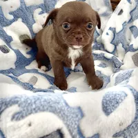 Bailey, a male Chihuahua for sale in Chesapeake, VA – Photo 3 of 7