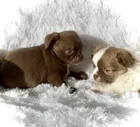 Bailey, a male Chihuahua for sale in Chesapeake, VA – Photo 5 of 7