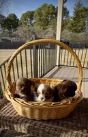 Bailey, a male Chihuahua for sale in Chesapeake, VA – Photo 6 of 7