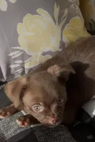 Bailey, a male Chihuahua for sale in Chesapeake, VA – Photo 7 of 7