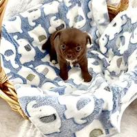 Bailey, a male Chihuahua for sale in Chesapeake, VA – Photo 5 of 7