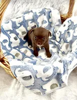 Bailey, a male Chihuahua for sale in Chesapeake, VA – Photo 4 of 7