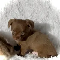 Bailey, a male Chihuahua for sale in Chesapeake, VA – Photo 2 of 7