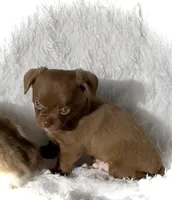 Bailey, a male Chihuahua for sale in Chesapeake, VA – Photo 1 of 7